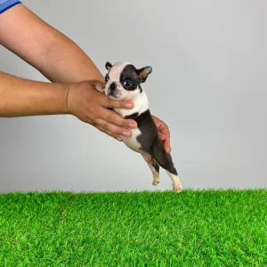 Boston Terrier - Yelly
