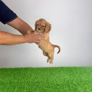Cavalier King Charles Spaniel - Woody