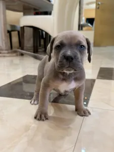 Cane Corso Italiano - Tamara