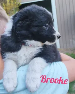 Border Collie - Brooke