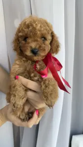 Той-пудель - Riella Royal Legend Of The Kanis