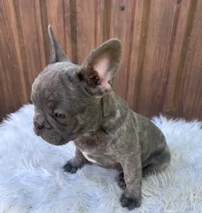 Französische Bulldogge - Carter