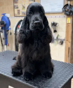 Cocker Spaniel anglais - La Scale Obsidian Masterpiece "renoir"