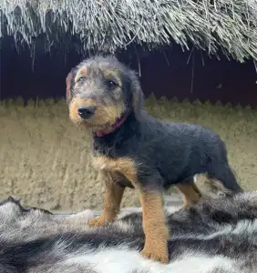 Airedale terrier - Cherry