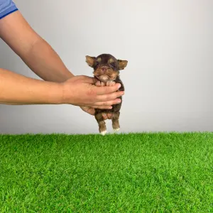 Yorkshire Terrier - Livius