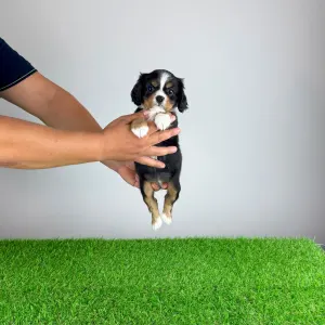 Cavalier King Charles Spaniel - Veritas