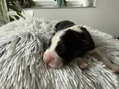 Border Collie - Fields Of Treasure Standing Ovation