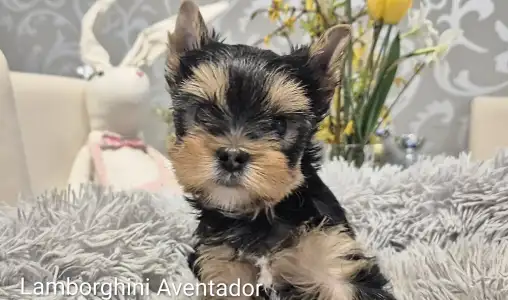 Yorkshire Terrier - Lamborghini Aventador