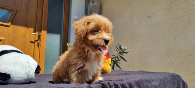 Maltipoo - Mangó
