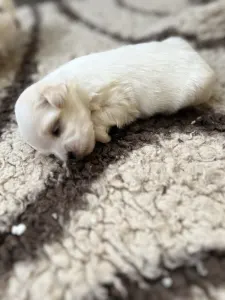 Coton de Tulear - Menton