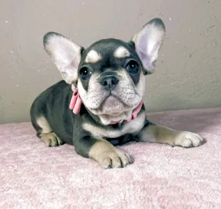 French Bulldog - Melissa