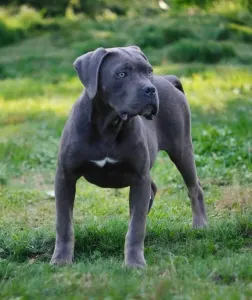 Cane Corso - Ralph