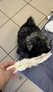 Puli - Tincses-kincsem Lagotto & Puli