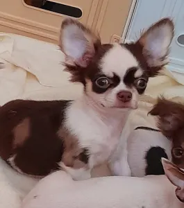 Chihuahua - Mary,,s"diamond Démon