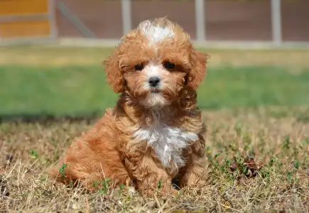 Cavapoo - Ria( Toy Size)