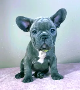 French Bulldog - Mark