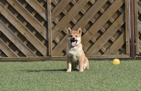 Shiba - Bravados Chiyuki