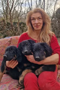 Hovawart - Buda Side Carmen Christmas 