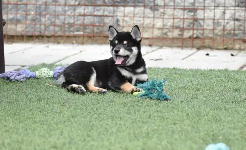 Shiba - Bravados Yasushi