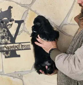 Amerikai cocker spániel - Independent Of Your Sweetest Dream