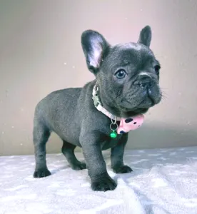 French Bulldog - Barbie