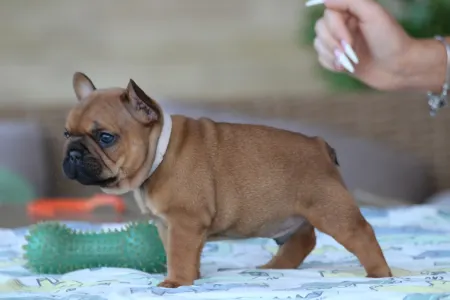 Französische Bulldogge - Ultron