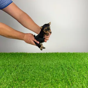 Jorkširski terijer - Monty