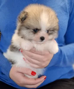 Pomeranian - Teddy