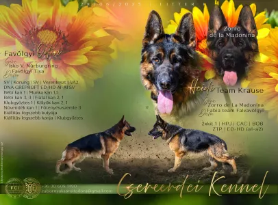 Deutsche Schäferhunde - Jini