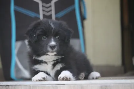 Border Collie - Orion Live Forever Pieces Of A Dream