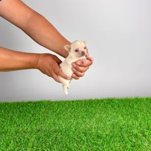 Csivava - Maya