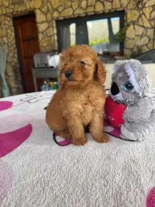 Poodle Miniature - Barack
