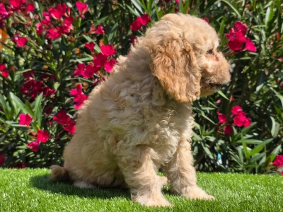 Cavapoo - Frakk