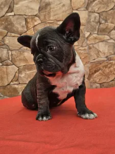 Französische Bulldogge - Dorothy