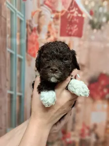 Romagna Water Dog - Grain Of Sand Galileo Galileis Stars 