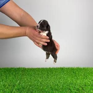 Australian Shepherd - Bastian