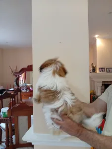 Shih Tzu - Shih Tzu Bella