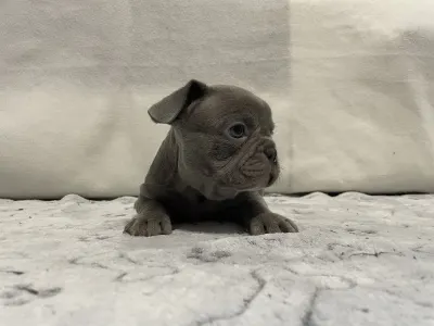 French Bulldog - King 