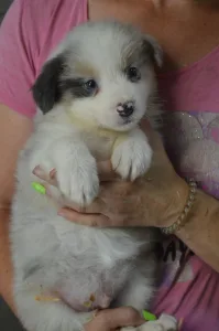 Border Collie - Bounty/slate Sable Kan