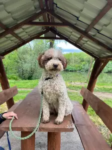 Wasserhund der Romagna - Abavár