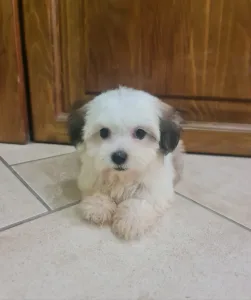 Havanese - Tara