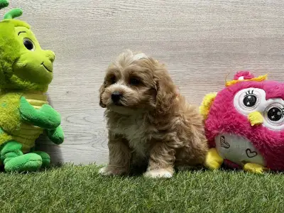 Maltipoo - Peppa