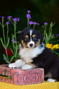 Australian Shepherd - Gingers Heritage Route King