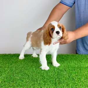 Cavalier King Charles Spaniel - Zammel