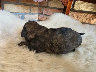Cavapoo - Norton