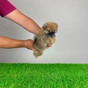 Pomeranian - Asia