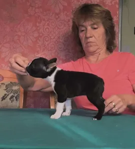 Boston Terrier - Gloria