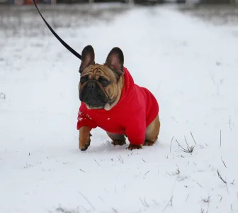 Bulldog francez - Hajósbulldy Milkman