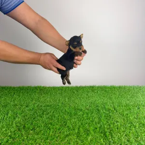 Yorkshire Terrier - Klex