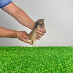 Chihuahua - Jimbo